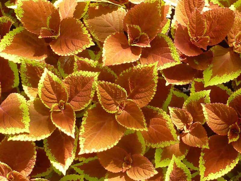 Vorteile der Einnahme von Forskolin
