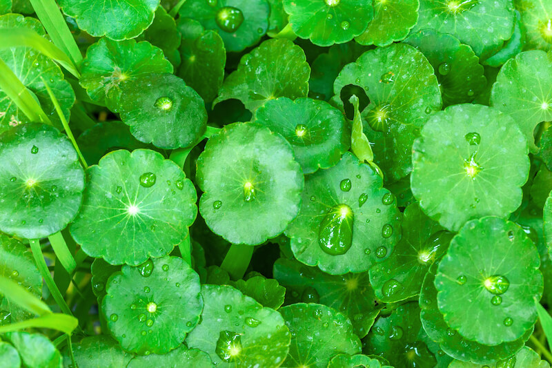 🌿Gotu Kola (Tigergras) » Anwendung, Wirkung & Wirkstoffe