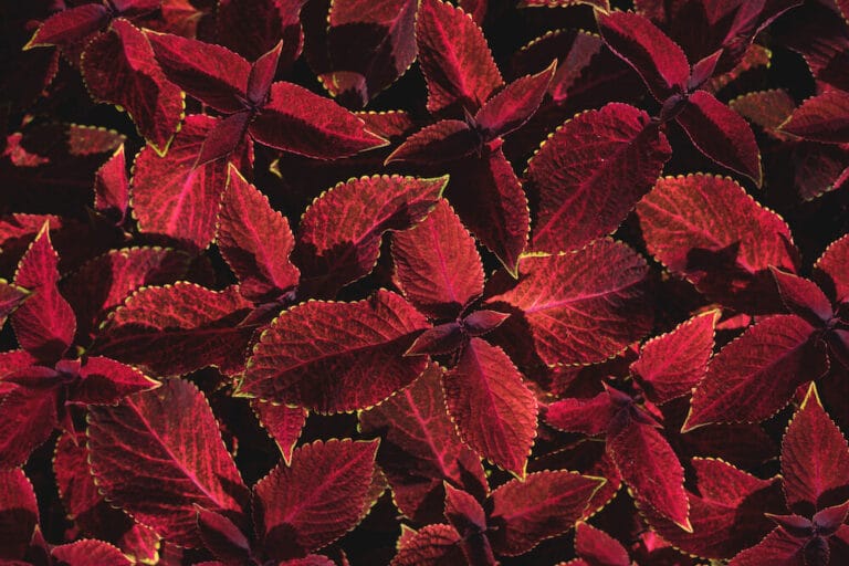 Forskolin (Coleus Foskohlii) » Anwendung, Wirkung & Empfehlung