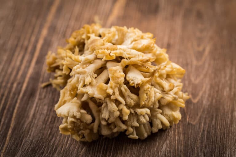 Vitalpilz Maitake (Laubporling) » Anwendung, Wirkung & Empfehlung